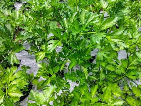 Parsley Stock Photos