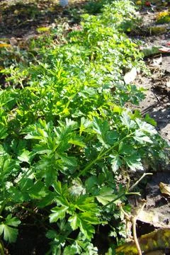 Parsley Stock Photos