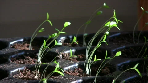 Parsley plants in pot 스톡 동영상 647220
