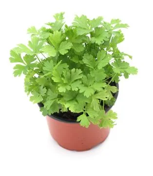 Parsley in pot Foto stock
