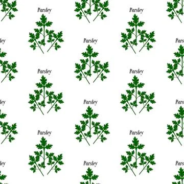 Parsley seamless pattern Illustrazione stock