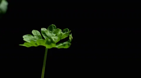 Parsley Seedling Time-lapse Video stock 62254565