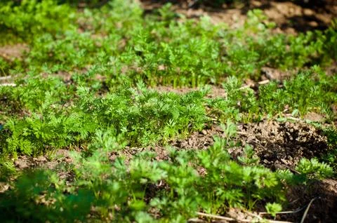 Parsley seedlings Stock Photos