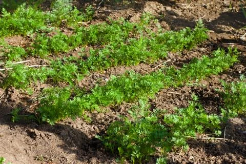 Parsley seedlings Stock Photos