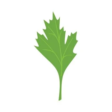 Parsley spice icon flat vector. Herb leaf Stock Illustration