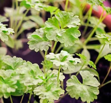 Parsley sprouts Stock Photos