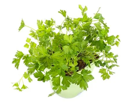 Parsley in studio Stock Photos