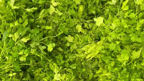 Parsley top view Stock Footage 240425111