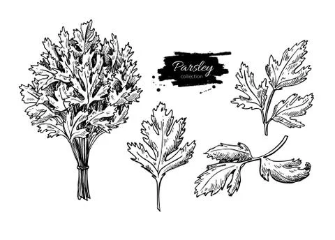 Parsley vector hand drawn illustration set. Isolated spice objec Stock Illustration