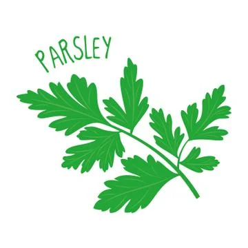 Parsley vector illustration isolated Stock Illustration