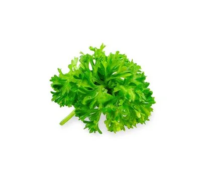 Parsley vegetable isolated on white background. Stock Photos
