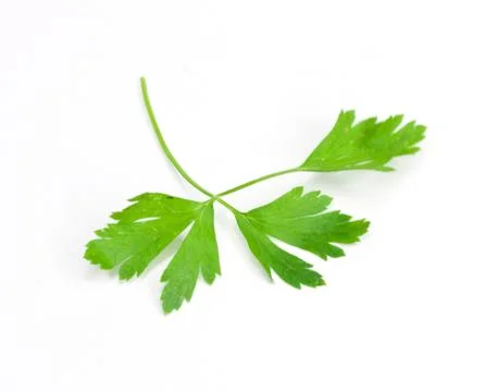 Parsley on a white background Stock Photos
