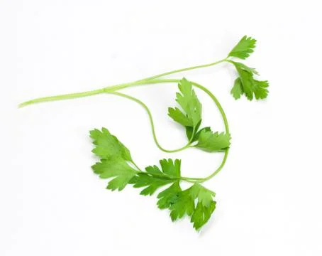 Parsley on a white background Stock Photos