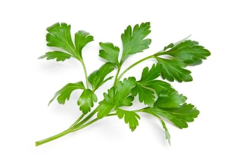 Parsley on a white background Stock Photos
