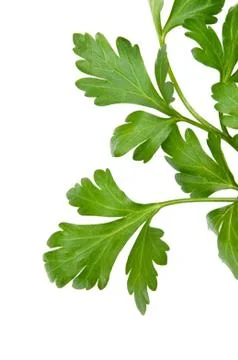 Parsley on a white background Stock Photos