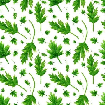 Parsley on a white background. Seamless pattern. Stock Illustration
