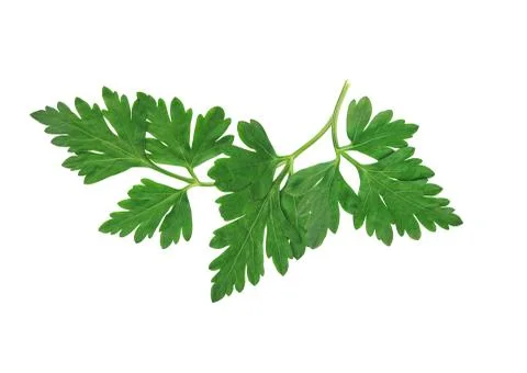 Parsley on white Stock Photos