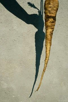 Parsnip and shadow Stock Photos
