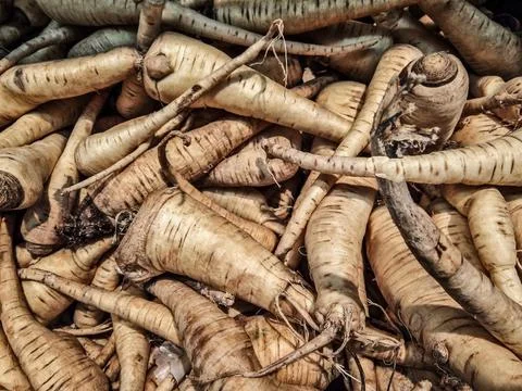 Parsnip group - close up, vegetable Photos