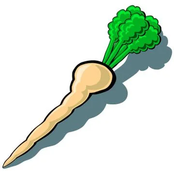 Parsnip Stock Illustration