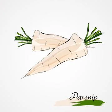 Parsnip Stock Illustration