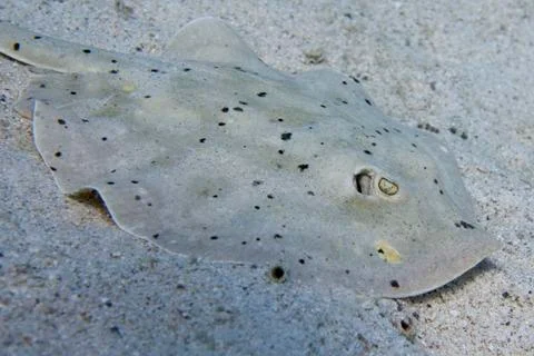 Parsnip stingray fish Stock Photos