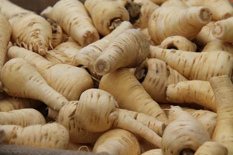Parsnip Vegetables. 库存照片