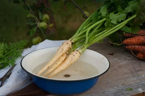 Parsnips, first spring summer crop. Healthy food, gardening. Stock Photos