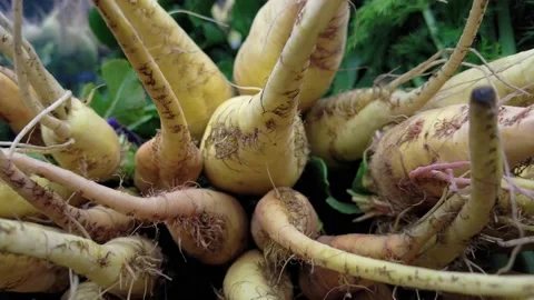 Parsnips Video stock 150519955