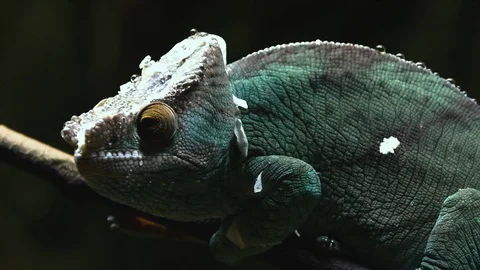 Parson Chameleon walking over twig and moving slowly Stock Footage 88164373