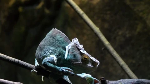 Parson Chameleon walking over twig and moving slowly Stock Footage 88164746