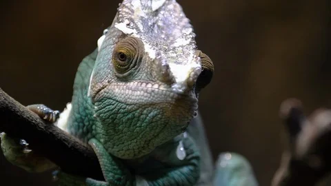 Parson Chameleon walking over twig and moving slowly Stock Footage 88165192