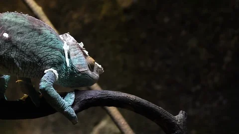 Parson Chameleon walking over twig and moving slowly Stock Footage 88165487