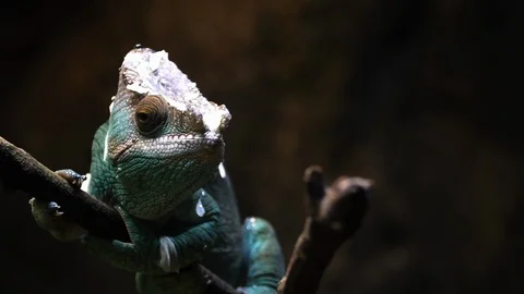 Parson Chameleon walking over twig and moving slowly Stock Footage 88166118