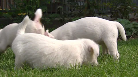 Parson Jack Russell Terrier pups playful in grass - low angle Stock Footage 24247694