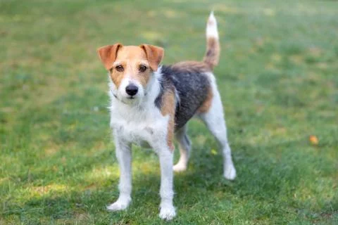 Parson Russel Terrier Stock Photos