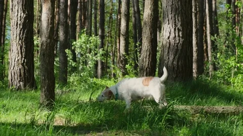 Parson Russell terrier Stock Footage 195190921