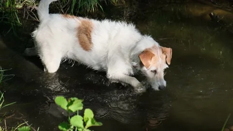 Parson Russell terrier Stock Footage 195193189