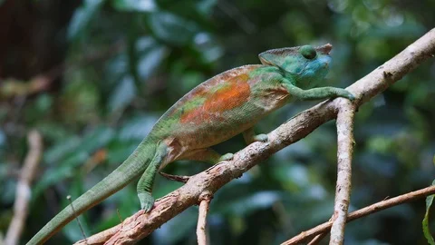 Parsons Chameleon on a branch Stock Footage 88566217