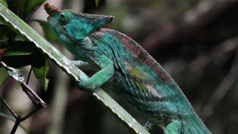 Parson's Chameleon Stock Footage 236067642