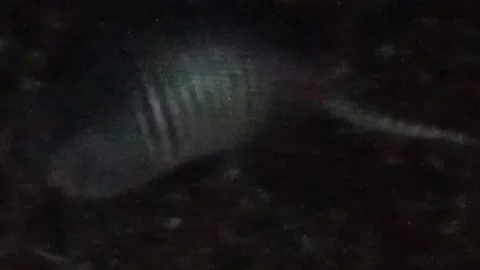 Part 1 armadillo at night runs off Stock Footage 140633016