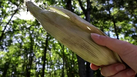 Part 1 - Corn's Detasseling Stock Footage 277122845