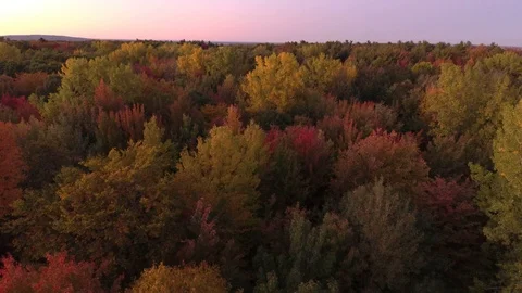 Part 2 of 4 - Autumn forest at dawn one minute drone sequence Stock Footage 119190965