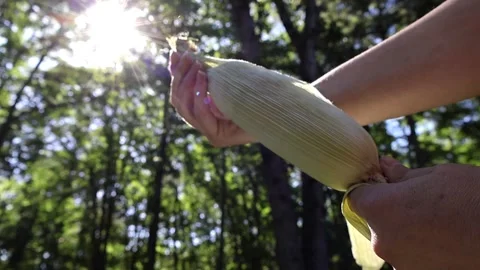 Part 2 - Corn's Detasseling Stock Footage 277123668