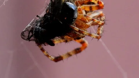 Part 2 of Eurasian Garden Spider Sequence Stock Footage 313488960