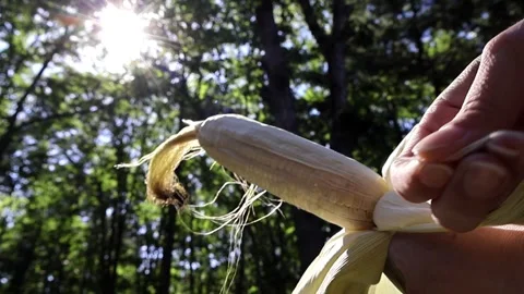 Part 3 - Corn's Detasseling Stock Footage 277123779