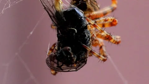 Part 3 of Eurasian Garden Spider Sequence Stock Footage 313488955