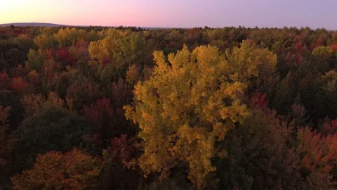 Part 4 of 4 - Autumn forest at dawn one minute drone sequence Video stock 119192051