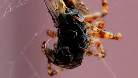 Part 4 of Eurasian Garden Spider Sequence Stock Footage 313488954