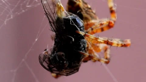 Part 5 of Eurasian Garden Spider Sequence Stock Footage 313488953
